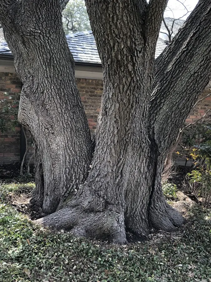 Mature heritage tree close to a Reedy property cared for by certified arborists